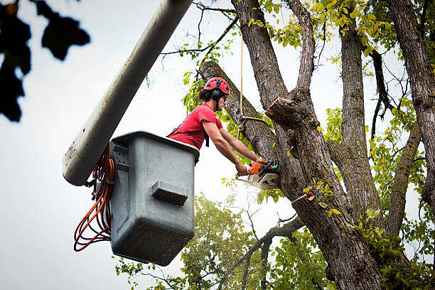 Soda Springs, ID Tree Removal and Landscaping Services Company